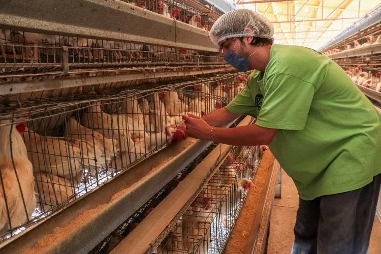 Activa Agricultura Sistema de Farmacovigilancia de productos veterinarios