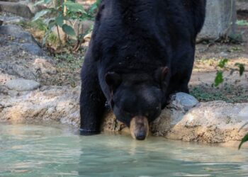Unen esfuerzos en pro del oso negro americano: Comisión de Parques