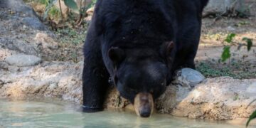 Unen esfuerzos en pro del oso negro americano: Comisión de Parques