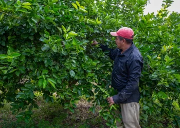  Instala SADER trampas para monitorear y alertar sobre plagas en zonas citrícolas de México