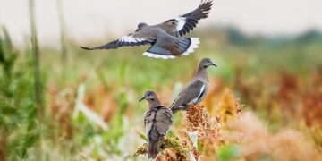 Arranca la temporada de caza de la paloma ala blanca 2024 en Tamaulipas