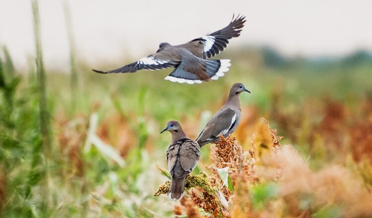 Arranca la temporada de caza de la paloma ala blanca 2024 en Tamaulipas
