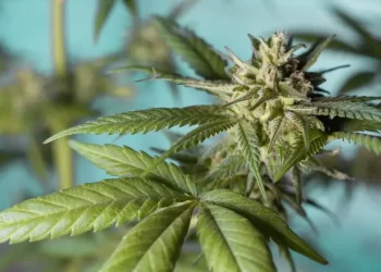 Marihuana causaría distintos tipos de cáncer, según nuevo estudio