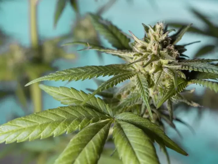 Marihuana causaría distintos tipos de cáncer, según nuevo estudio