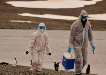Científicos detectan 14 nuevos casos de gripe aviar en la Antártida