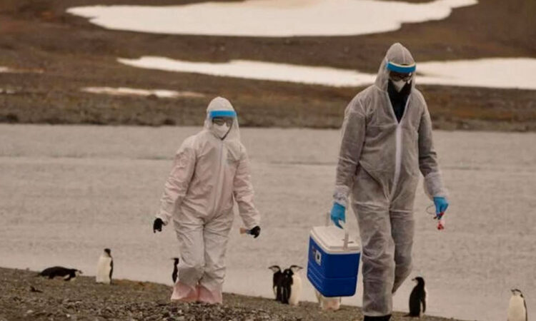 Científicos detectan 14 nuevos casos de gripe aviar en la Antártida