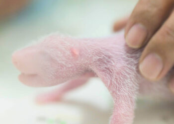 Panda Ying Ying rompe récord mundial al dar a luz a gemelos