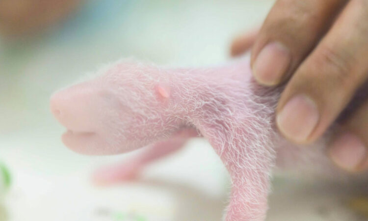 Panda Ying Ying rompe récord mundial al dar a luz a gemelos