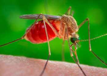 Crece preocupación por virus Oropouche en América Latina