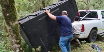Arranca Comisión de Parques monitoreo del oso negro americano 