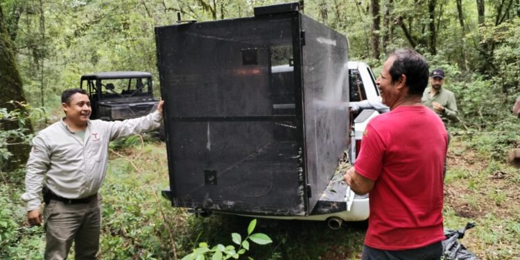 Arranca Comisión de Parques monitoreo del oso negro americano 