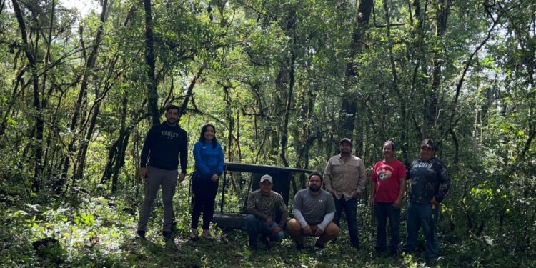 Arranca Comisión de Parques monitoreo del oso negro americano 
