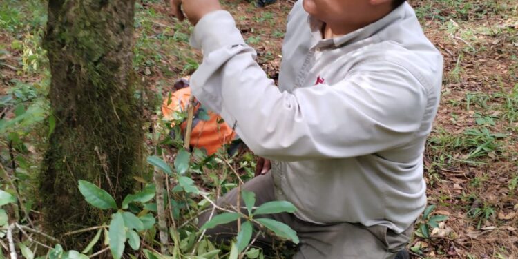 Arranca Comisión de Parques monitoreo del oso negro americano 