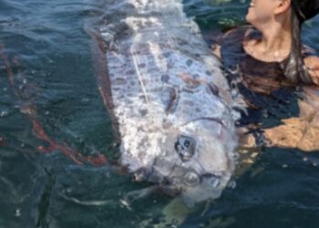 Avistamiento de pez remo en California despierta temores de desastres