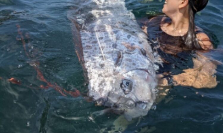 Avistamiento de pez remo en California despierta temores de desastres