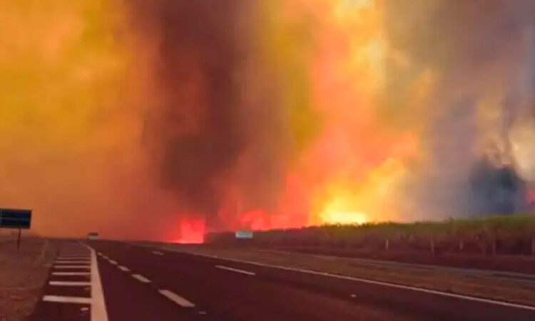 Crisis ambiental en Sao Paulo: 46 ciudades en estado de emergencia por incendios