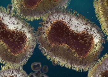 Virus Mpox: nueva cepa mortal preocupa a expertos internacionales