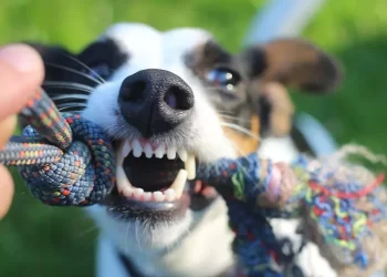 Siete pasos que debes seguir en una mordedura de perro