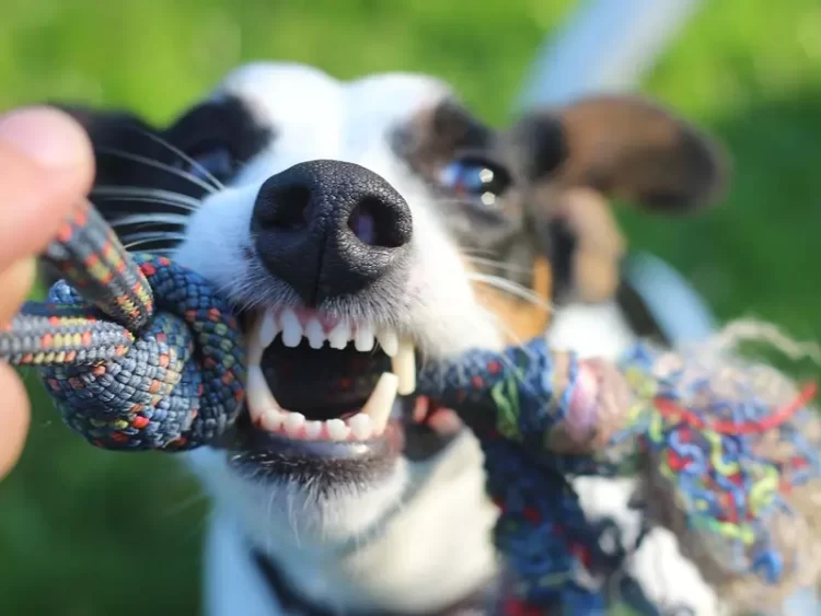 Siete pasos que debes seguir en una mordedura de perro