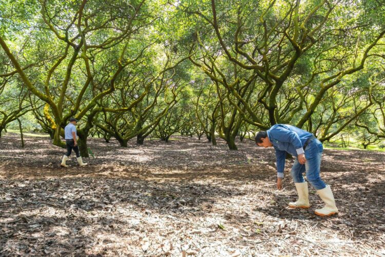 Acuerdan México y EU que Agricultura supervise huertos del programa de exportación de aguacate