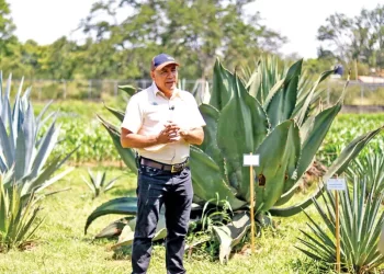 Reproducción de maguey in vitro, la nueva apuesta para el mezcal; dan respiro al campo