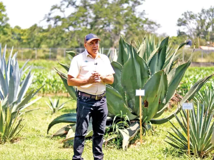 Reproducción de maguey in vitro, la nueva apuesta para el mezcal; dan respiro al campo