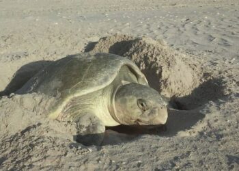 Cerró temporada de tortuga lora con 150 mil crías liberadas al mar