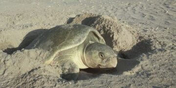 Cerró temporada de tortuga lora con 150 mil crías liberadas al mar