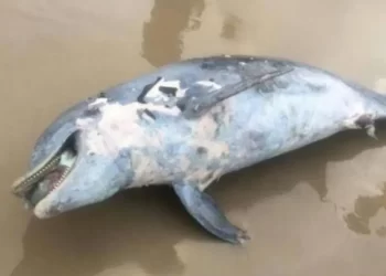 Encuentran a un delfín muerto en playa de Tamaulipas