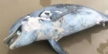 Encuentran a un delfín muerto en playa de Tamaulipas