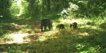 Detectan la presencia de osos negros en la Reserva de La Biósfera del Cielo, zona de Gómez Farías