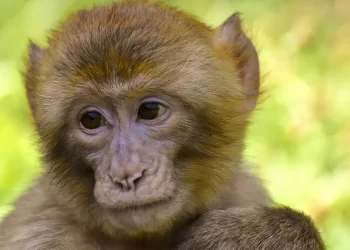 Descubren que los monos también se ponen nombres como los humanos