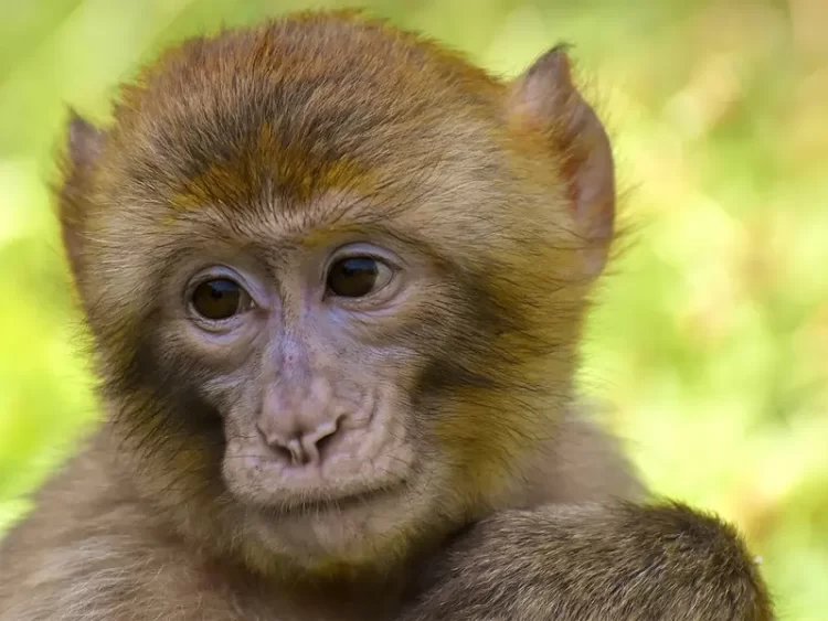 Descubren que los monos también se ponen nombres como los humanos