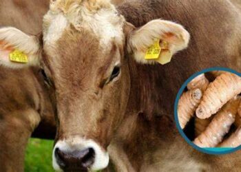 Colabora México con Centroamérica para detener el avance del gusano barrenador del ganado