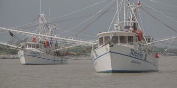 Arranca temporada de captura de camarón en alta mar en costas de Tamaulipas
