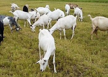 Promueve Agricultura valor agregado de la leche de cabra para las industrias cosmética y médica