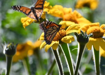 Invertirá Tamaulipas en la protección del hábitat de la mariposa monarca: CPBT