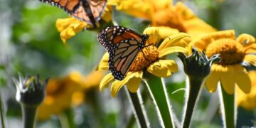 Invertirá Tamaulipas en la protección del hábitat de la mariposa monarca: CPBT
