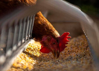 Detectan caso humano de gripe aviar en Misuri