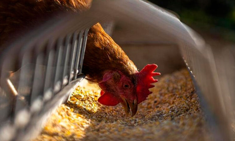 Detectan caso humano de gripe aviar en Misuri