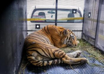 Trasladan a Victoria tigre que escapó de quinta