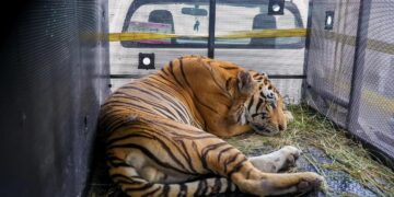 Trasladan a Victoria tigre que escapó de quinta