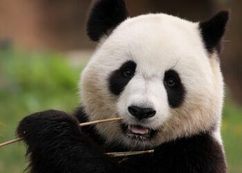 Científicos chinos logran cultivar células madre de panda gigante por primera vez