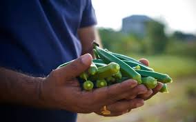 Campesinos regalan okra por falta de demanda