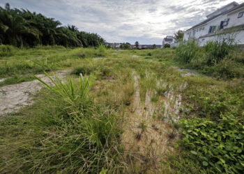 Terrenos baldíos en Ciudad Victoria, un foco para el dengue