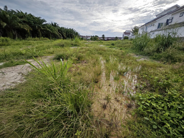Terrenos baldíos en Ciudad Victoria, un foco para el dengue