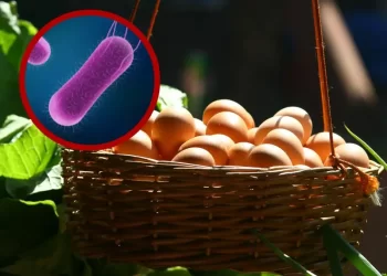 Retiran del mercado 345 mil docenas de huevos contaminados con salmonella en EU