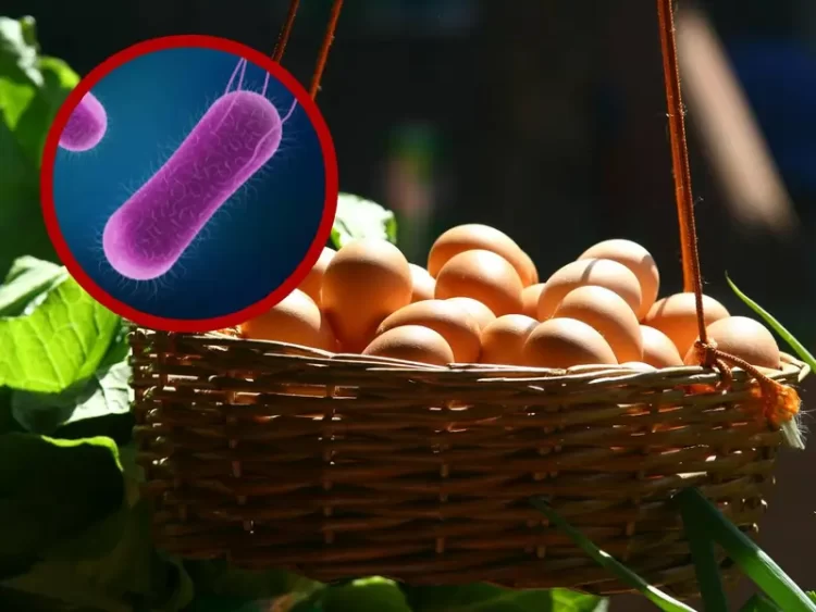 Retiran del mercado 345 mil docenas de huevos contaminados con salmonella en EU