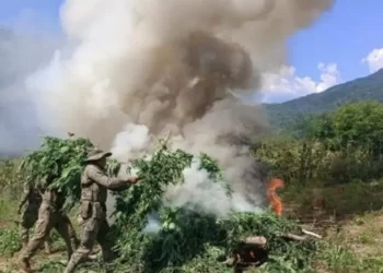 Semar localiza y destruye cuatro plantíos de mariguana en Durango