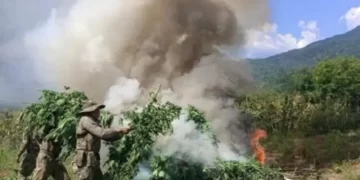 Semar localiza y destruye cuatro plantíos de mariguana en Durango